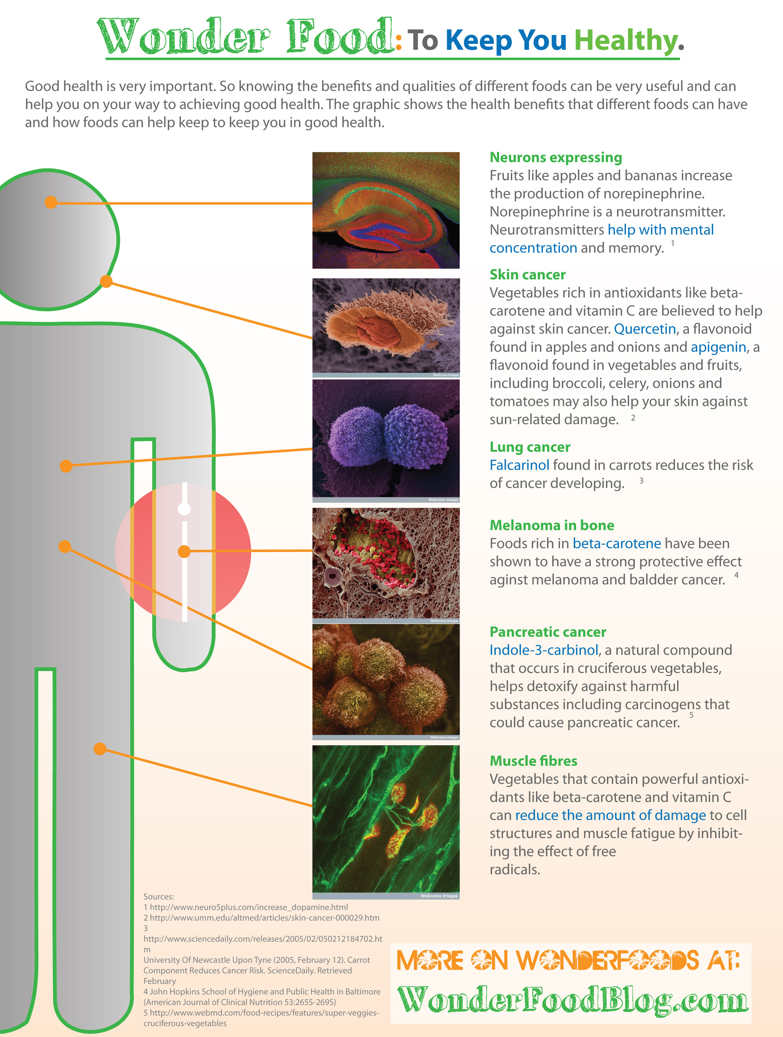 Benefits Of Healthy Snacks
 The Wonders Food How It Keeps You Healthy Infographic