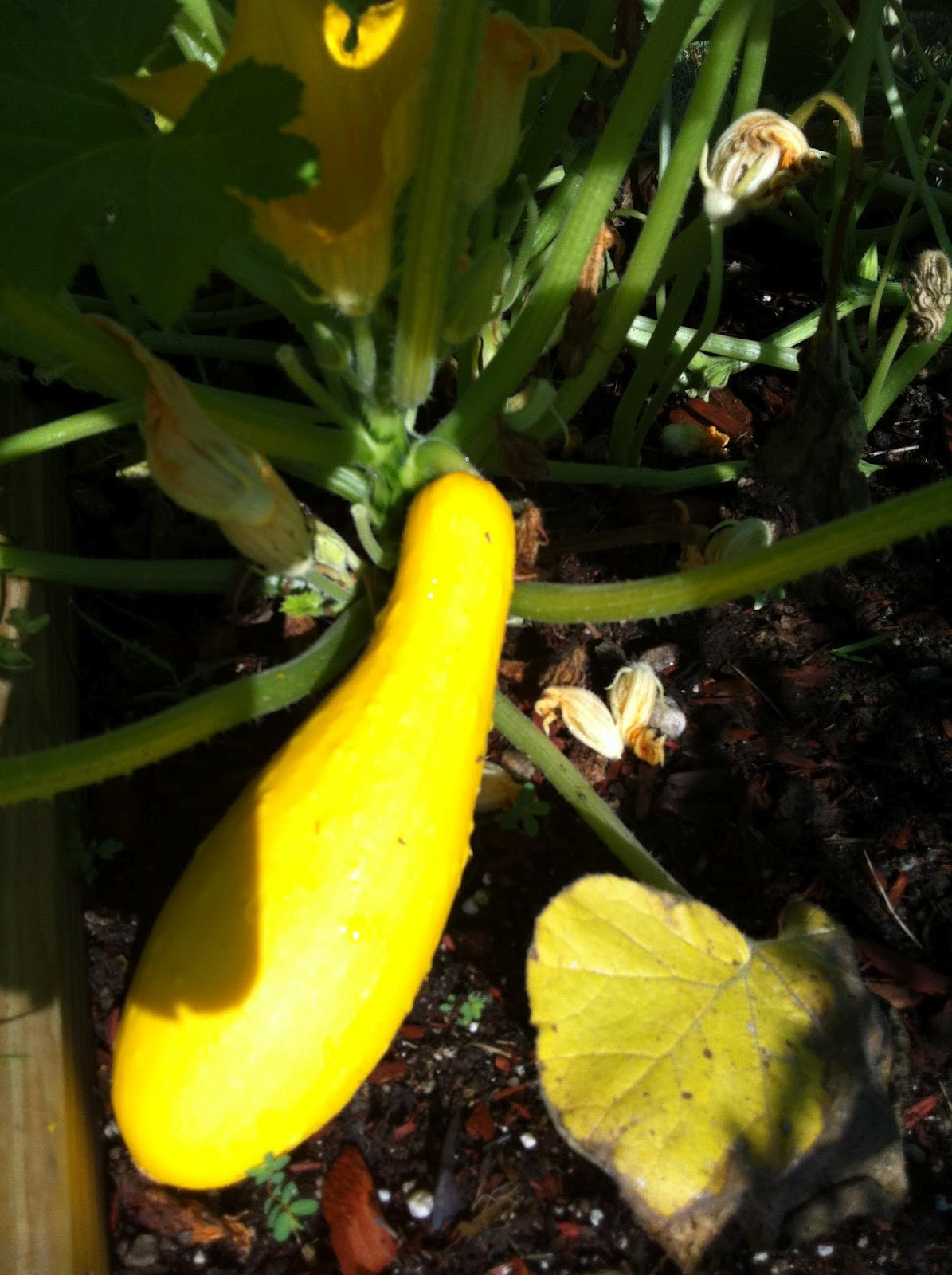 Cooking Summer Squash
 The Five Dollar Garden Cooking our First Summer Squash