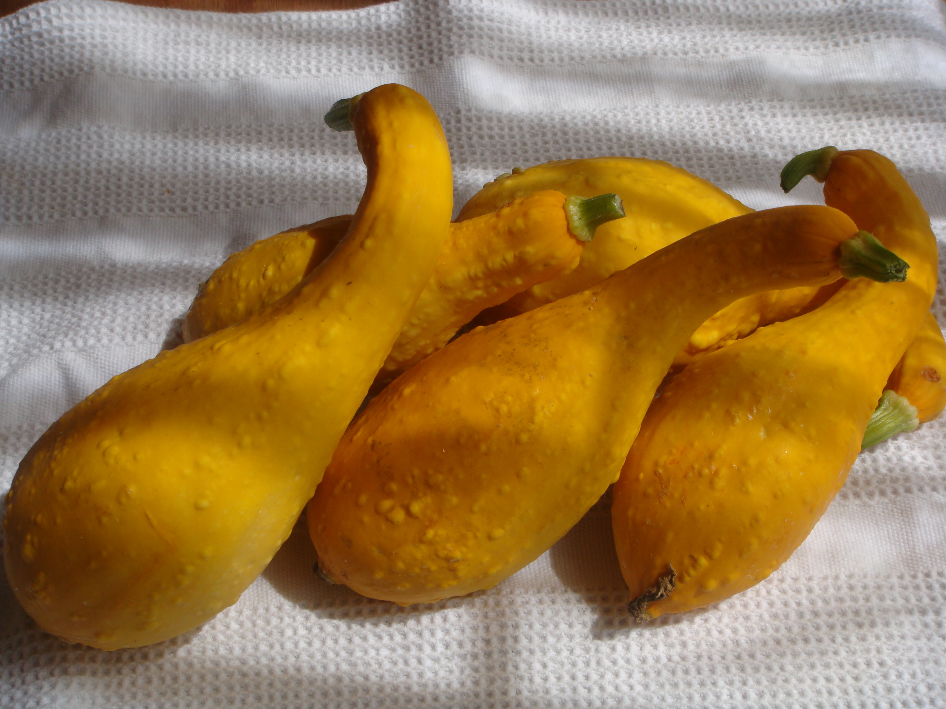 Cooking Summer Squash
 Yellow Summer Squash