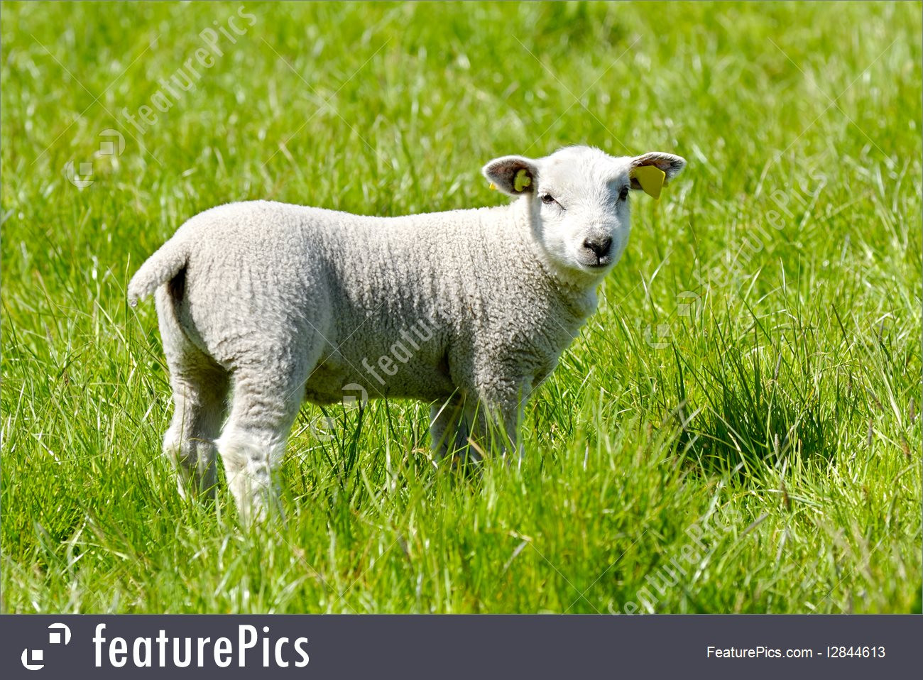 Easter Lamb Pictures
 Picture Easter Lamb