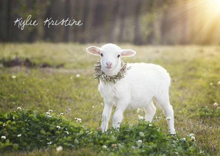 Easter Lamb Pictures
 easter lamb photography 1st birthday ideas