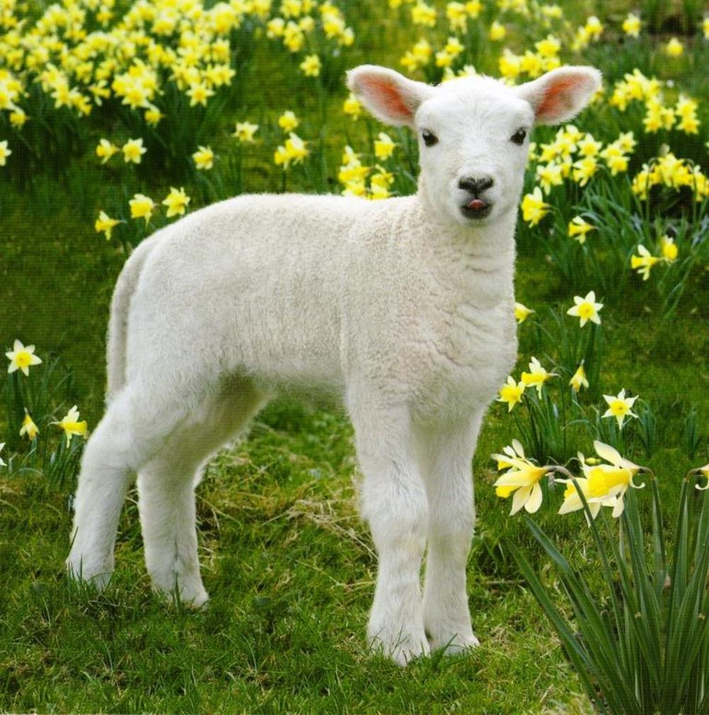 Easter Lamb Pictures the 20 Best Ideas for Easter Spring Lamb Graphic Greeting Card