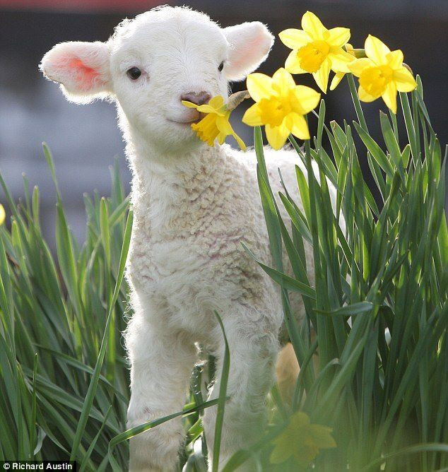 Easter Lamb Pictures
 Happy Easter Lamb Easter