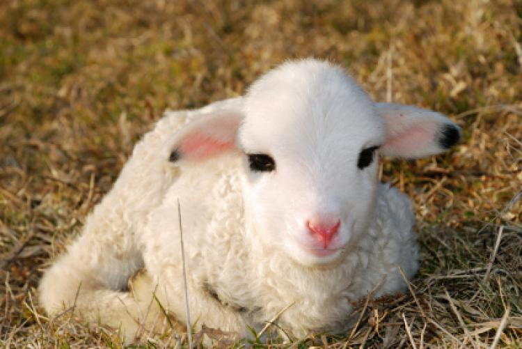 Easter Lamb Pictures
 Easter in Ireland