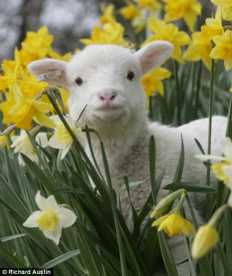 Easter Lamb Pictures
 17 Best ideas about Baby Lamb on Pinterest