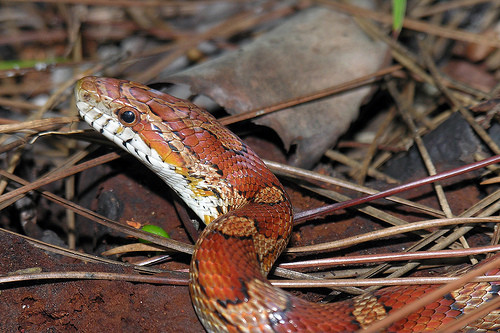 Eastern Corn Snake
 Eastern Corn Snake Pantherophis guttatus