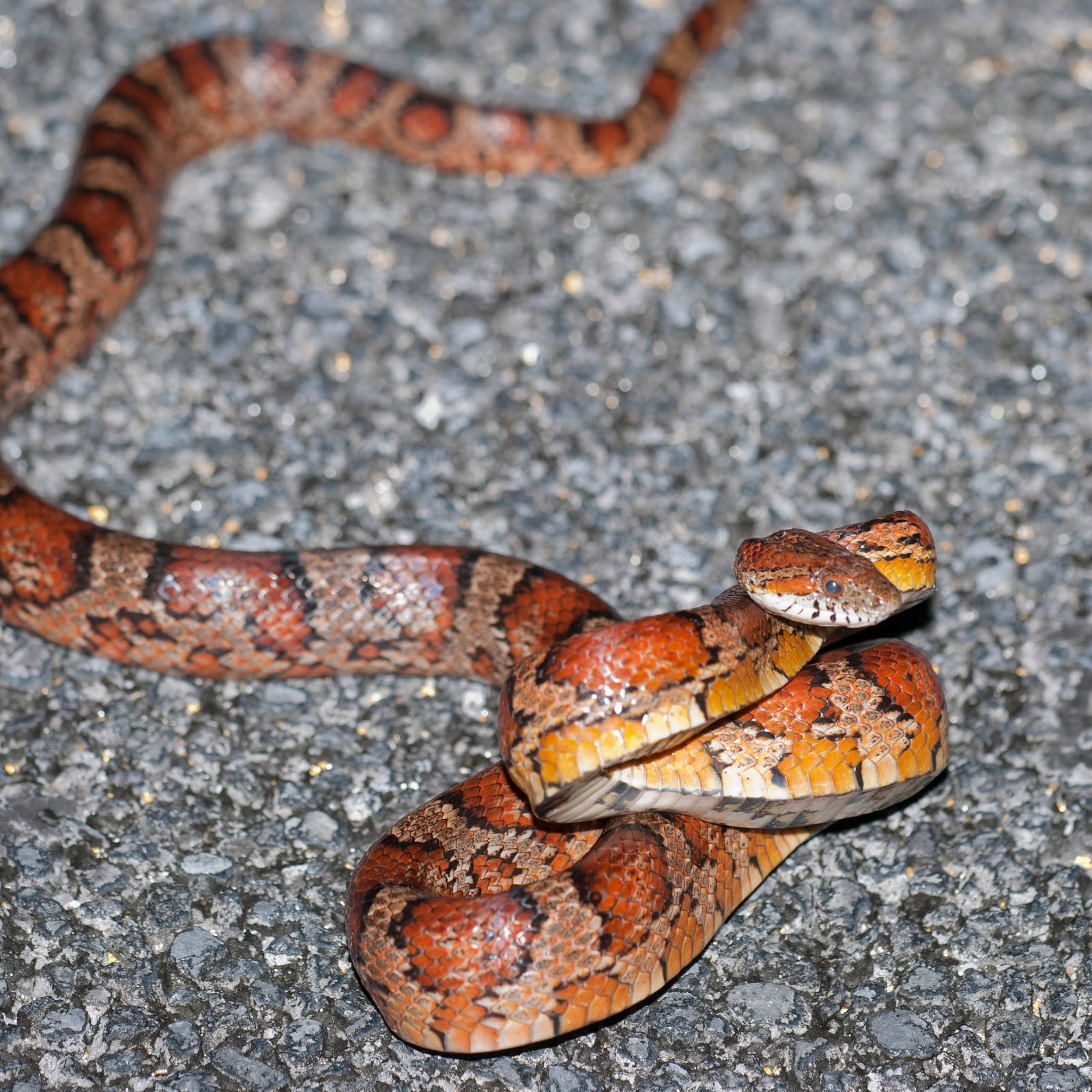 Eastern Corn Snake
 Yorkshire Field Herping and Wildlife graphy Herping