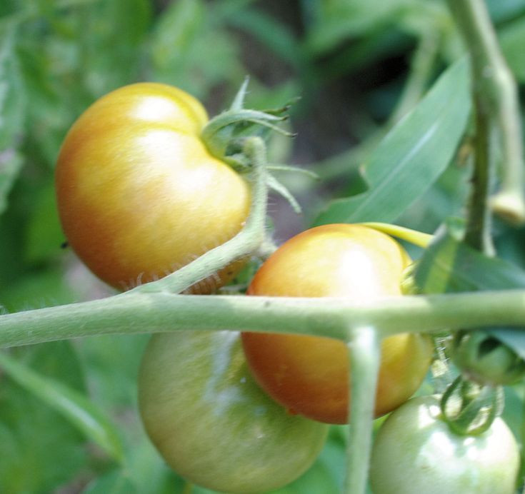 Fourth Of July Tomato
 Fresh tomatoes open faced sandwiches – Food Science Institute