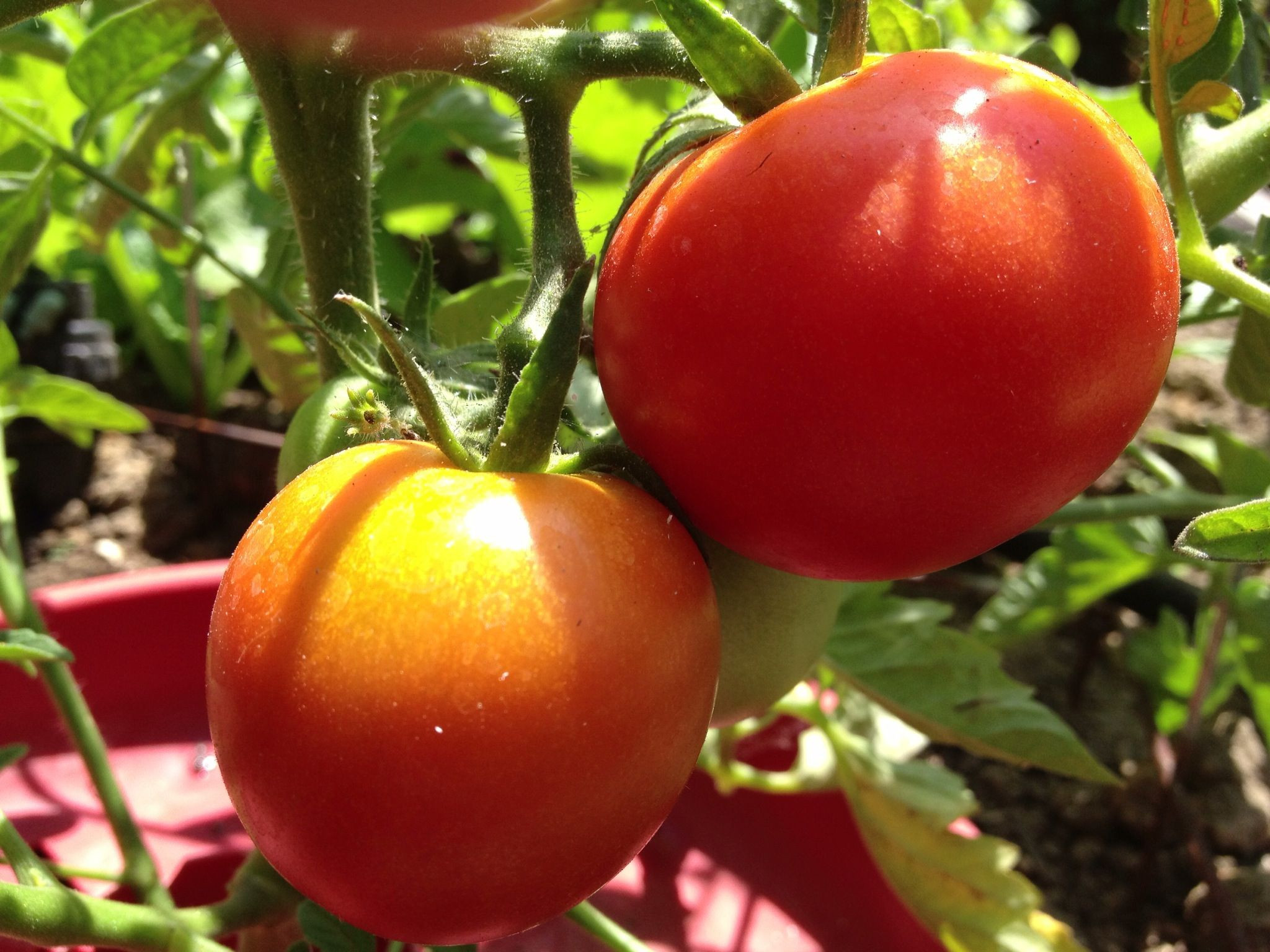 Fourth Of July Tomato
 4th of July Tomato Garden