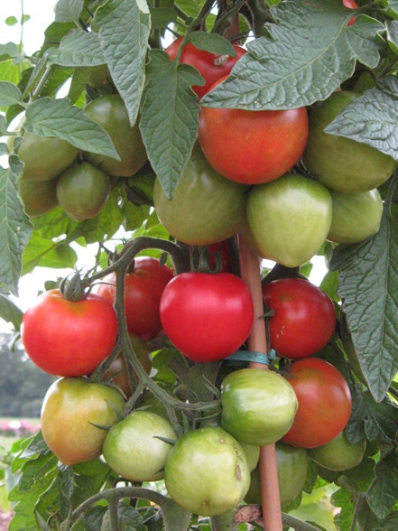 Fourth Of July Tomato
 Annual Flower Trials at Bluegrass Lane Horticulture