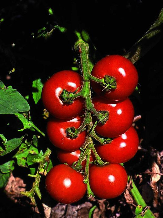 Fourth Of July tomato Best 20 In the Garden Plan now for tomatoes