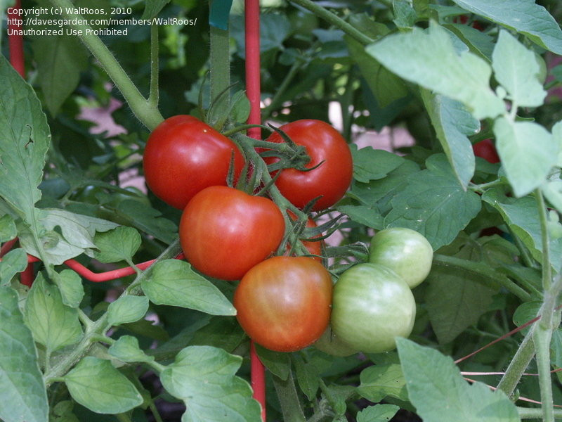 Fourth Of July Tomato
 PlantFiles Tomato Fourth of July Lycopersicon