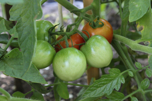 Fourth Of July Tomato
 Tomatoes