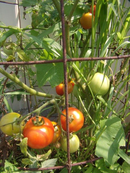 Fourth Of July Tomato
 Fourth of July Tomatoes