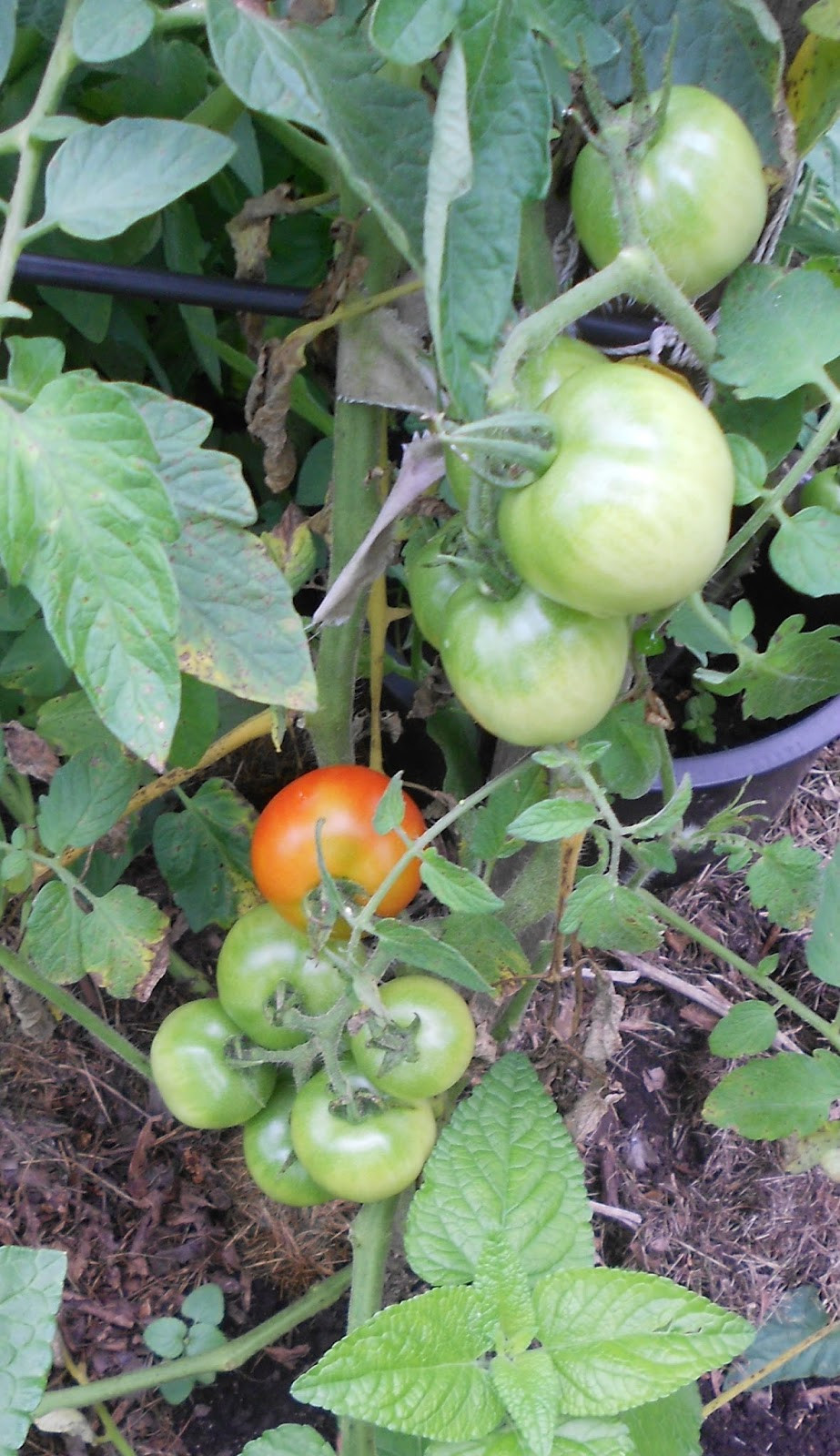 Fourth Of July Tomato
 From Seed to Scrumptious Fourth of July Tomato