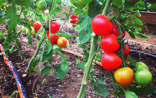 Fourth Of July Tomato
 The bittersweet end of tomatoes BOOTSTRAP AT OLD