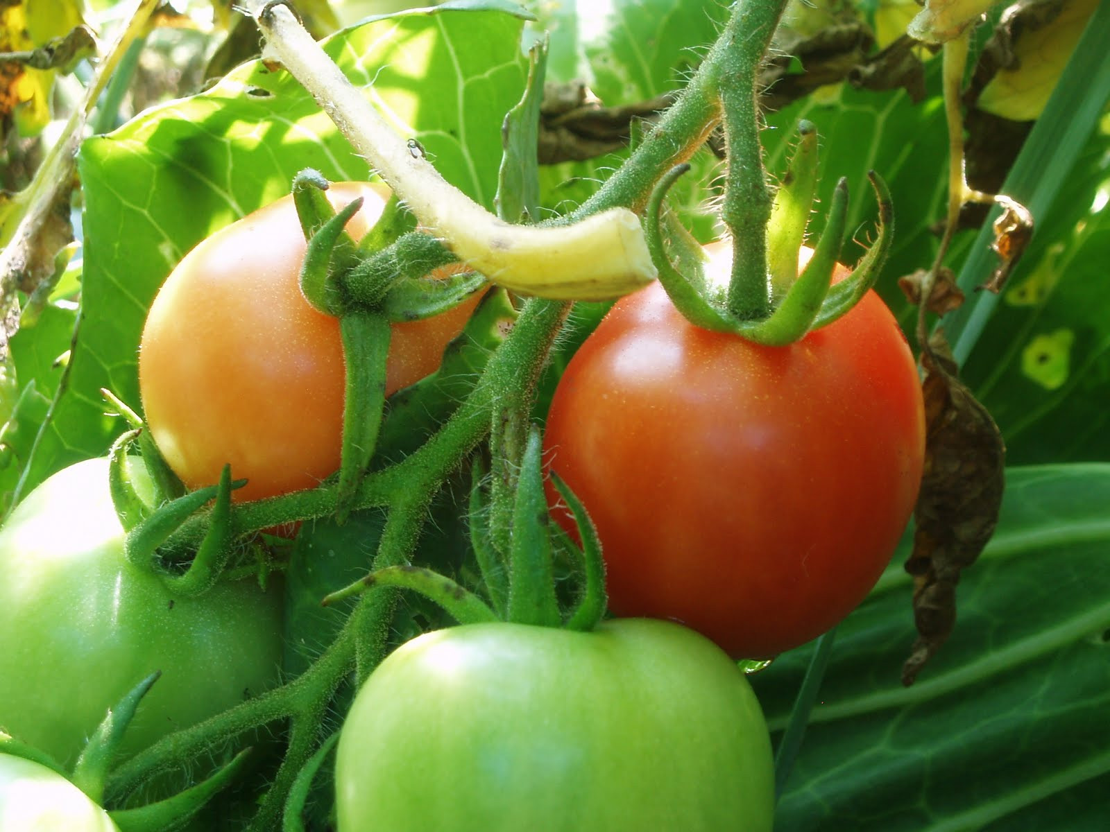 Fourth Of July Tomato
 Williams Sustainable Garden Project august growth