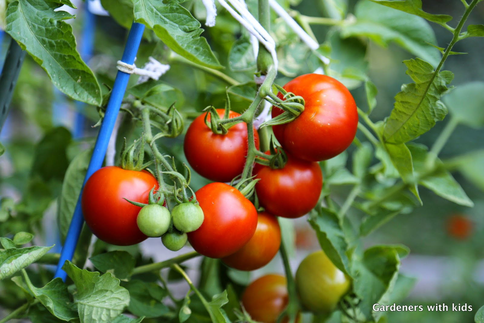 Fourth Of July Tomato
 Gardeners with kids How to grow tomatoes in a part sun garden