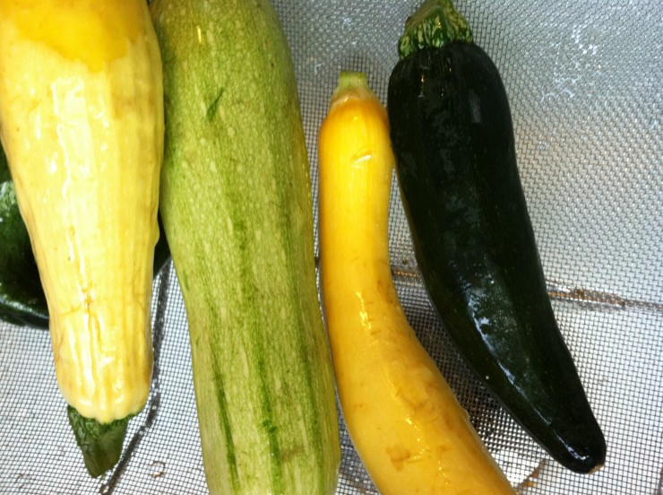 Freezing Summer Squash
 How to Blanch and Freeze Summer Squash and Zucchini
