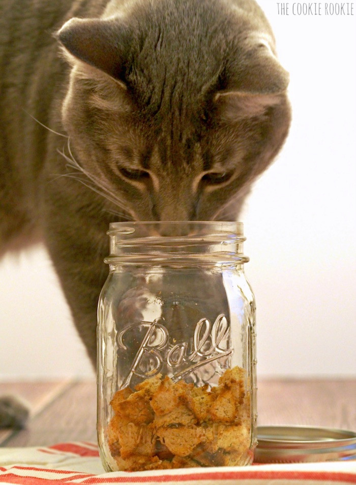 Healthy Cat Snacks
 5 Healthy homemade cat treat recipes