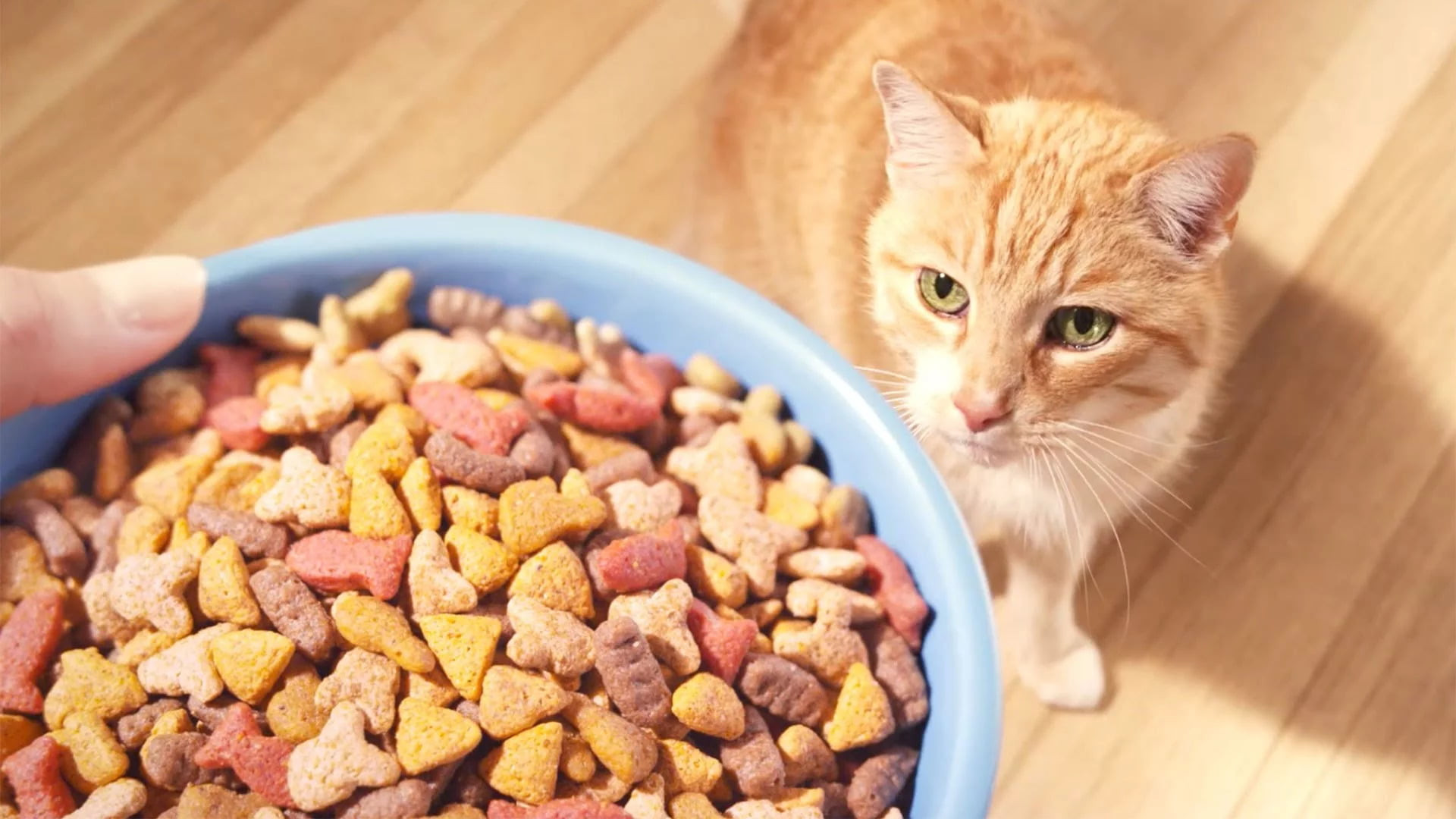 Healthy Cat Snacks
 Healthy Cat Food on a Bud Purrfect Love