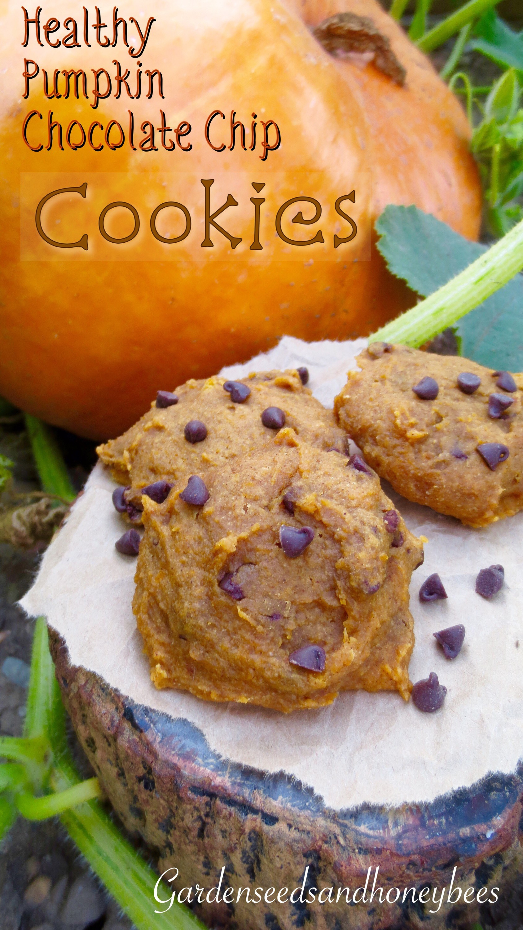 Healthy Chocolate Chip Cookies
 Healthy Pumpkin Chocolate Chip Cookies Garden Seeds and