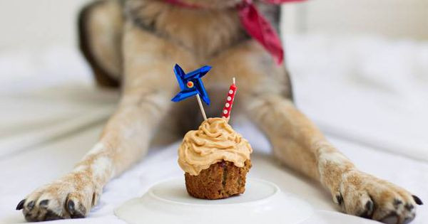 Healthy Dog Birthday Cake Recipe
 How to make a dog birthday cake