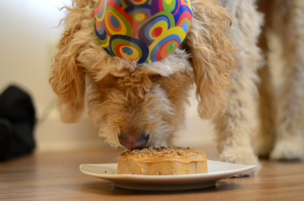 Healthy Dog Birthday Cake
 Healthy Dog Birthday Cake make with apples and carrots