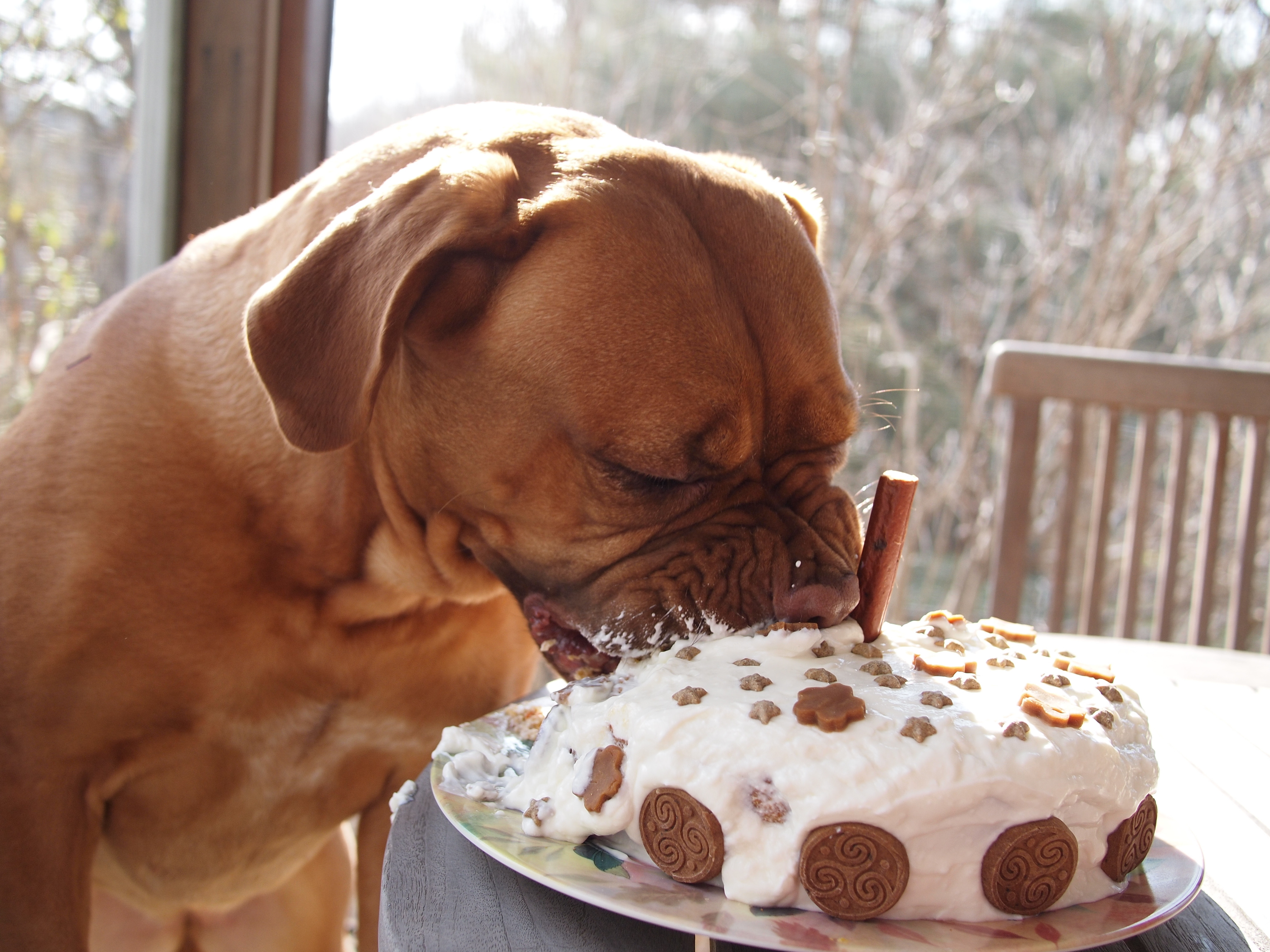 Healthy Dog Cake Recipe
 301 Moved Permanently