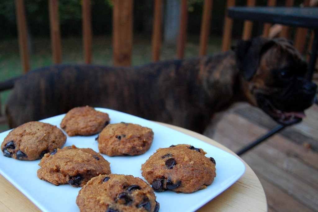 Healthy Pumpkin Cookies Applesauce
 Healthy Pumpkin Chocolate Chip Cookie Recipe with Applesauce