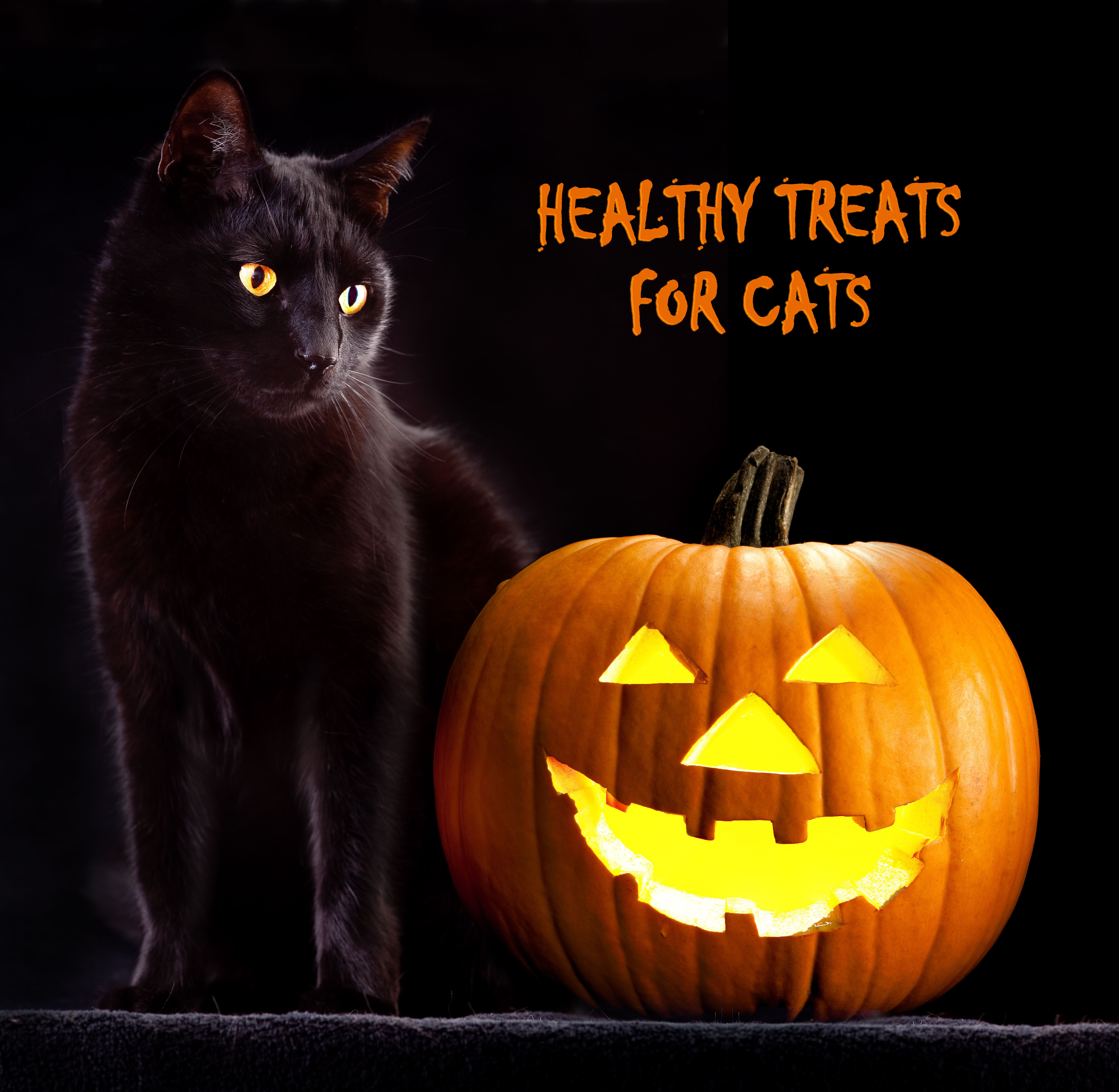 Healthy Snacks For Cats
 Healthy Treats to Give Your Pets on Halloween Allivet