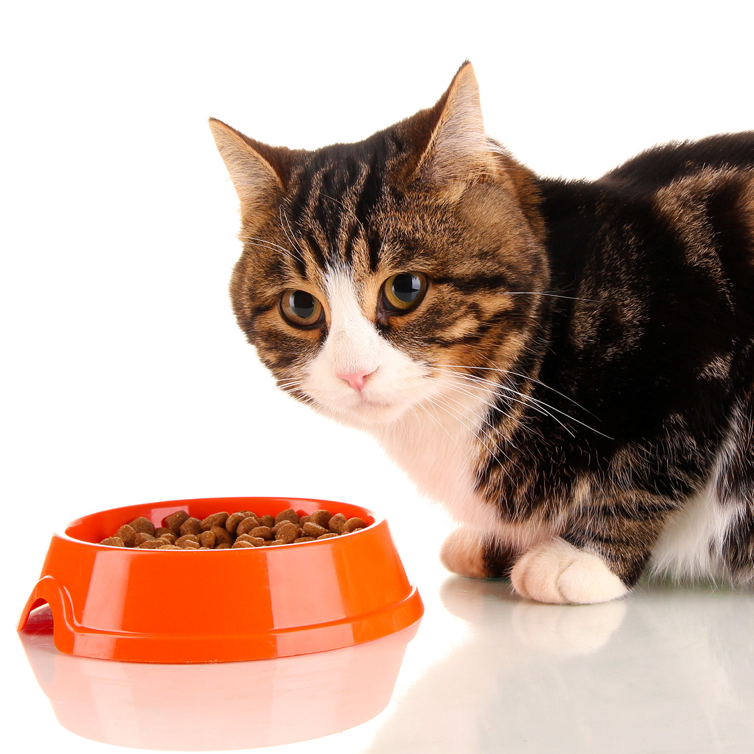 Healthy Snacks For Cats
 Cats Choose Healthy Food Over Flavor Prospect Pet Sitting