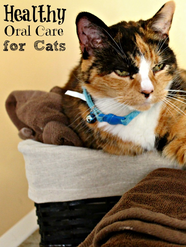 Healthy Snacks for Cats 20 Of the Best Ideas for oral Care for Cats