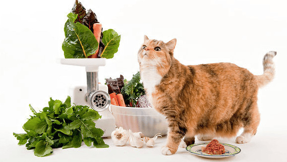 Healthy Snacks For Cats
 7 Best Healthy Cat Food Updated 2018