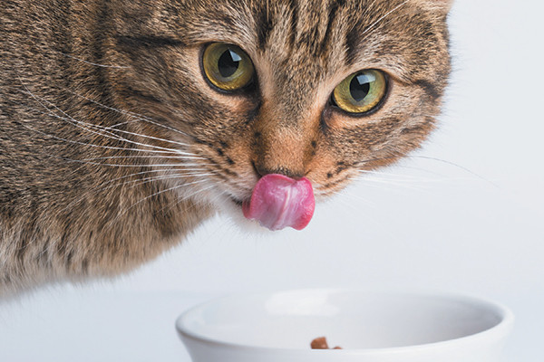 Healthy Snacks For Cats
 The Wet Cat Food Vs Dry Cat Food Debate Catster