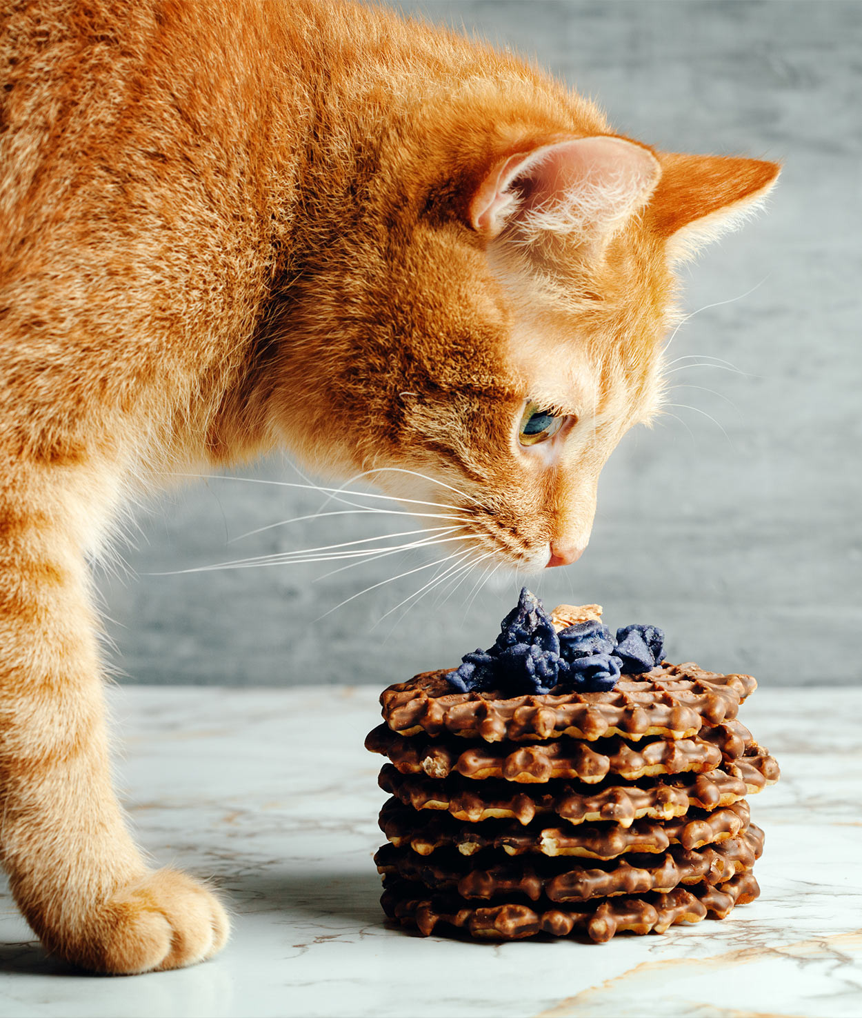 Healthy Snacks For Cats
 Cat Treat Recipes Healthy Homemade Snacks for Your Cat