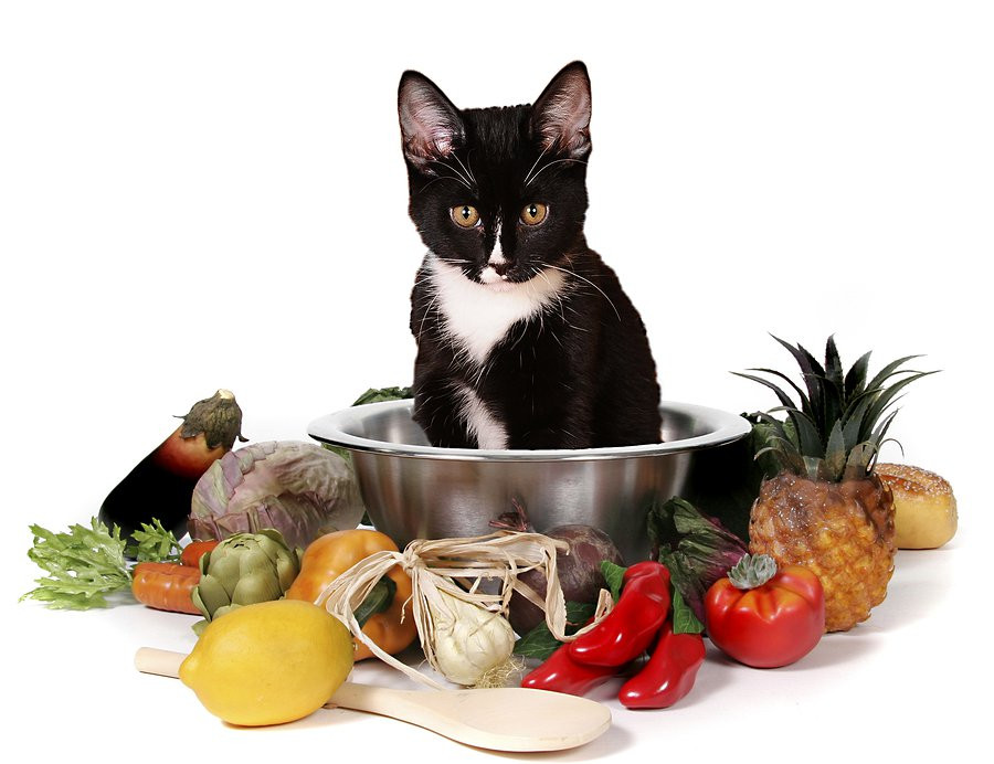 Healthy Snacks For Cats
 foods you shouldn t feed your cat