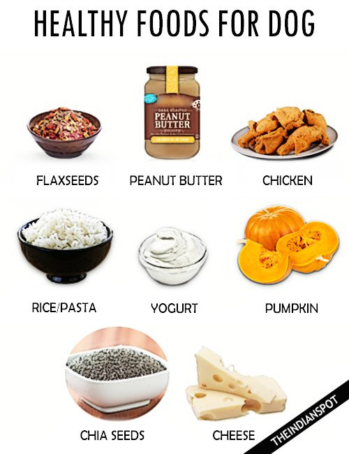 Healthy Snacks For Dogs
 Healthy Food For Dogs