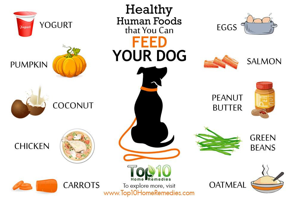 Healthy Snacks For Dogs
 10 Healthy Human Foods that You Can Feed Your Dog