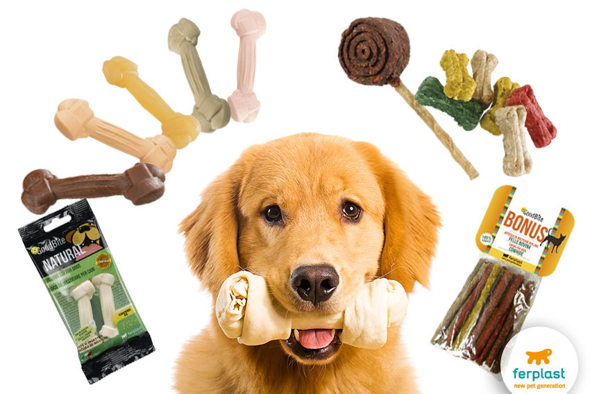 Healthy Snacks For Dogs
 Canine education when to reward a dog LOVE FERPLAST