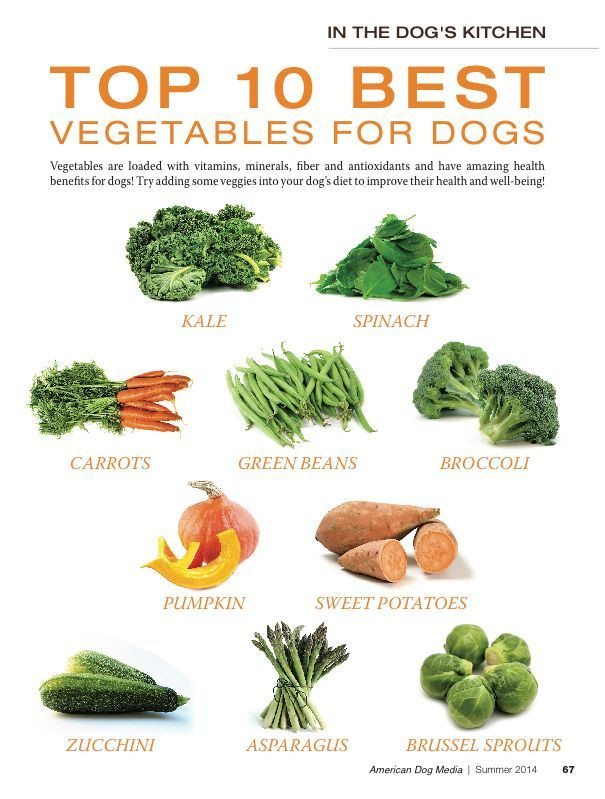 Healthy Snacks For Dogs
 TOP 10 BEST VEGETABLES FOR MY DOG