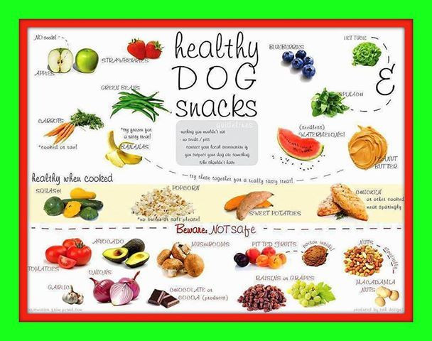 Healthy Snacks For Dogs
 Certain "people" food can be toxic to animals Here s a