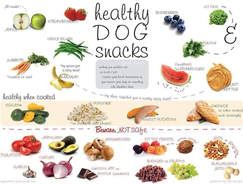 Healthy Snacks For Dogs
 [Health] Healthy Human Foods That Your Dog Can Snack
