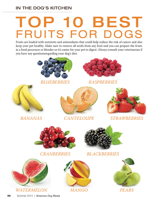 Healthy Snacks For Dogs
 TOP 10 BEST VEGETABLES FOR MY DOG