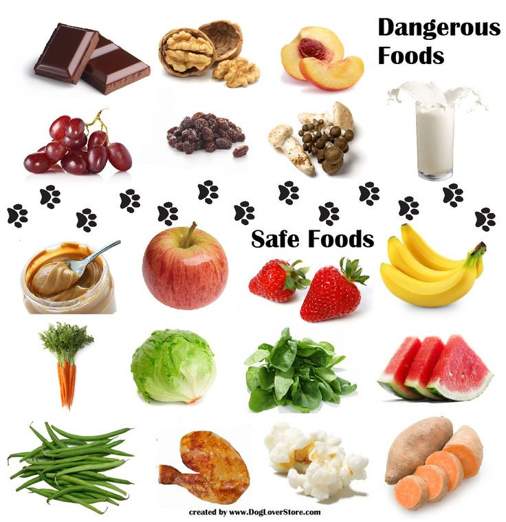 Healthy Snacks For Dogs
 Dangerous Food for Dogs & Safe Food for Dogs