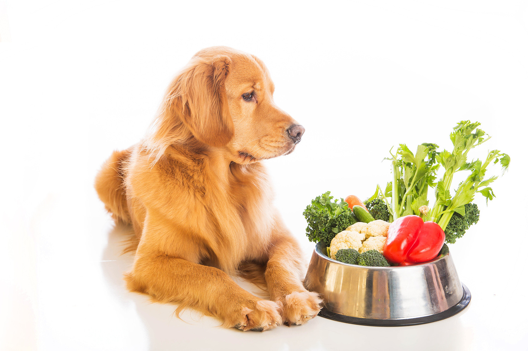 Healthy Snacks For Dogs
 Healthy Snacks You Can Make For Your Pet