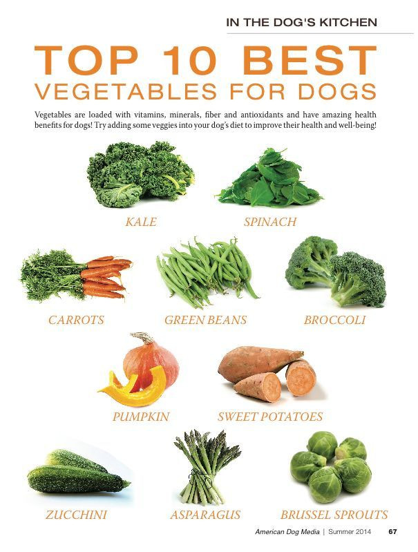 Healthy Snacks For Puppies
 TOP 10 BEST VEGETABLES FOR MY DOG