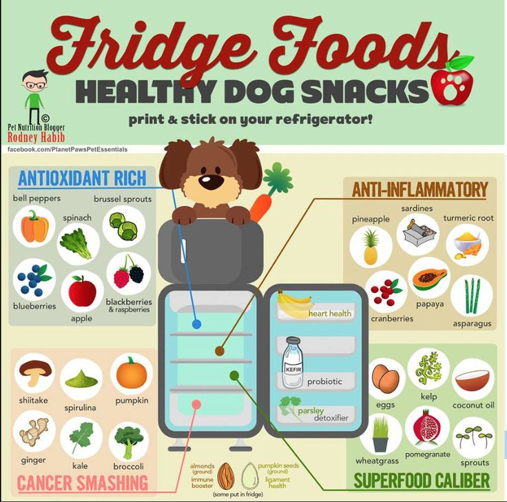 Healthy Snacks For Puppies
 Healthy Dog Snacks