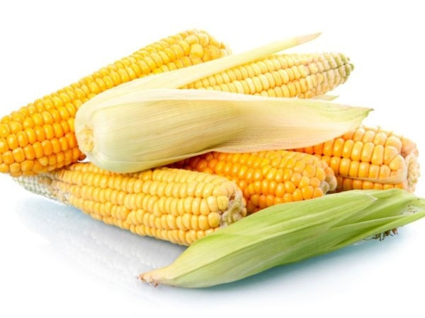 Is Corn Healthy
 Health Benefits of Corn