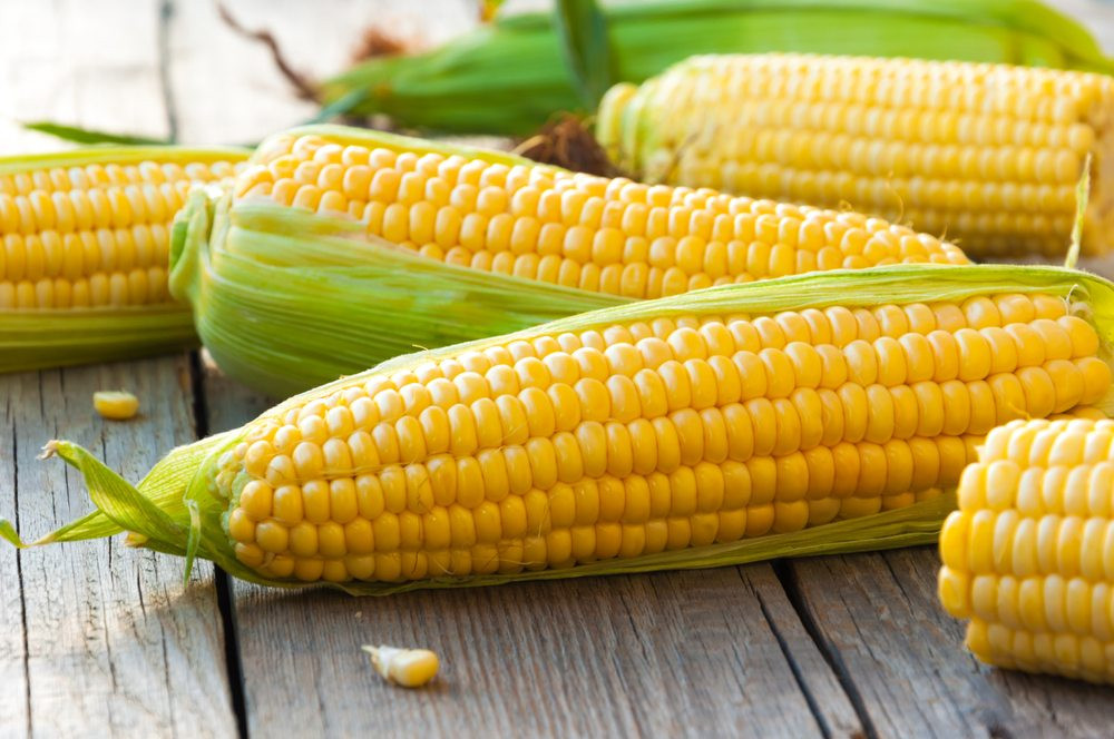 Is Corn Healthy
 Eating Corn Can Give You These 7 Healthy Benefits